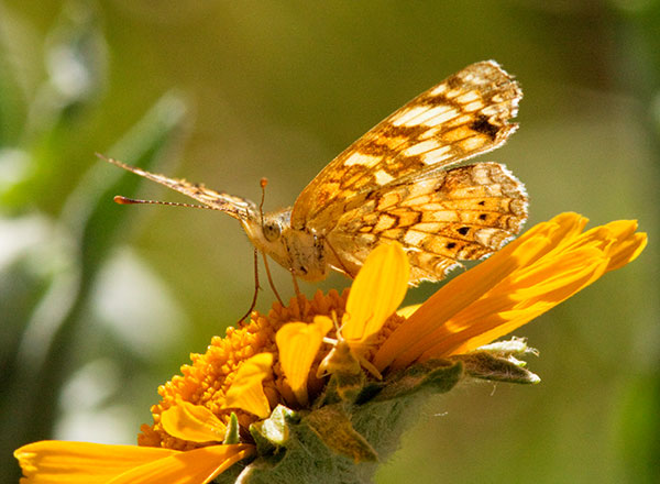 Mylitta Crescent Phyciodes mylitta Butterfly