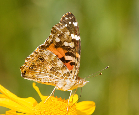 Painted Lady Vanessa cardui  Butterfly