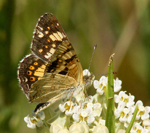 Field Crescent Phyciodes campestris Butterfly