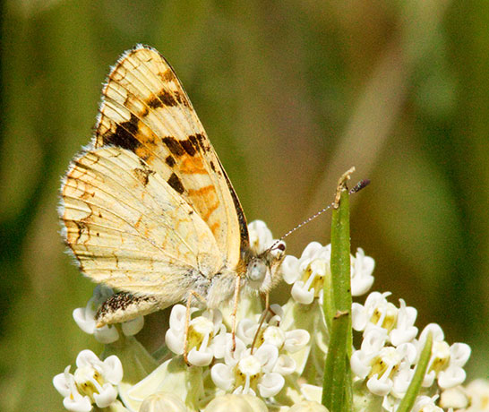 Field Crescent Phyciodes campestris Butterfly