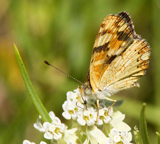 Field Crescent Phyciodes campestris Butterfly