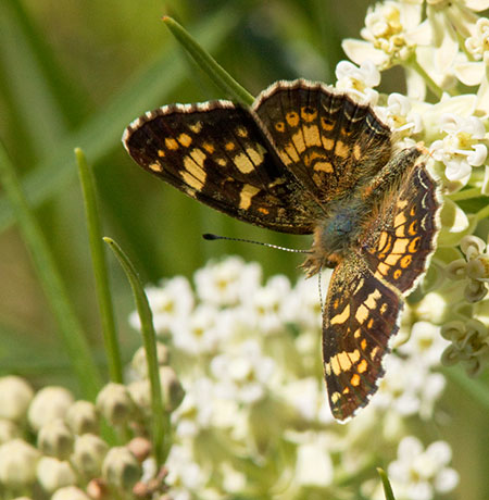 Field Crescent Phyciodes campestris Butterfly
