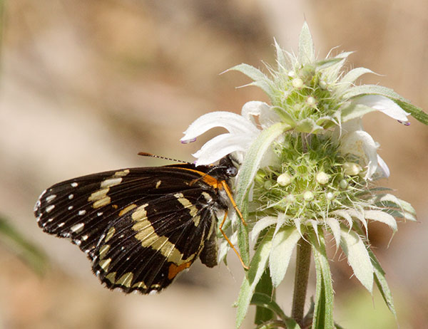 Bordered Patch Chlosyne lacinia Butterfly