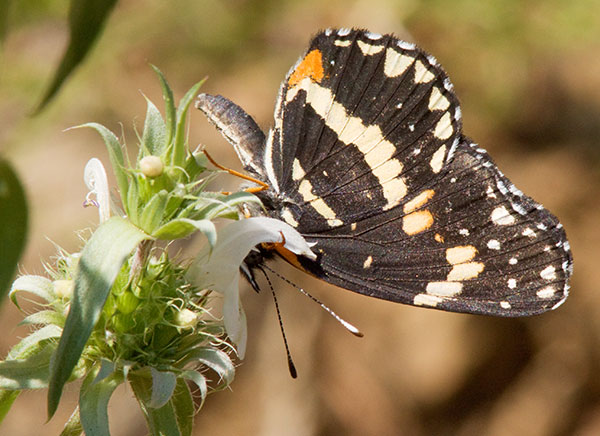 Bordered Patch Chlosyne lacinia Butterfly