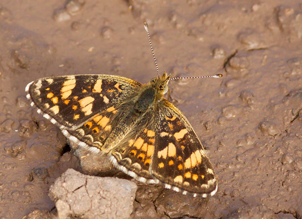 Field Crescent Phyciodes campestris Butterfly