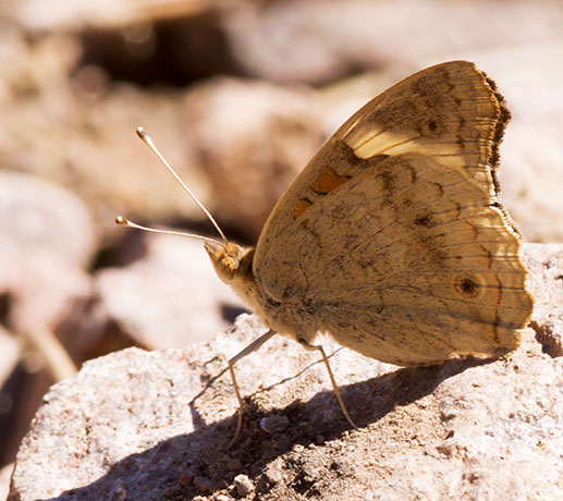 Common Buckeye Junonia coenia Butterfly