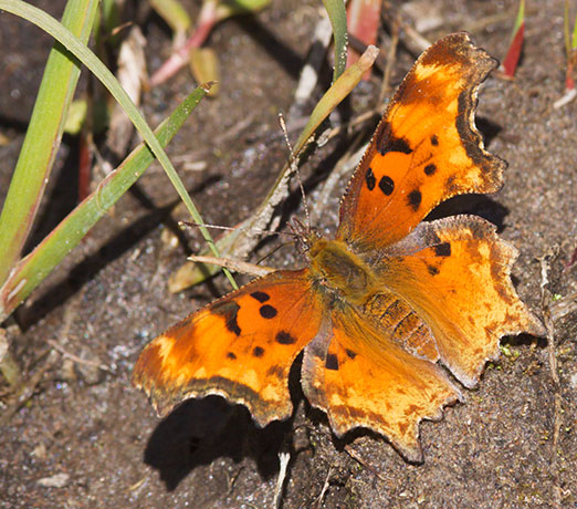 Zephyr Hoary Comma Polygonia gracilis zephyrus Hoary Anglewing Butterfly