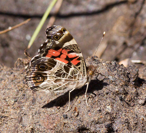 American Lady Vanessa virginiensi Butterfly