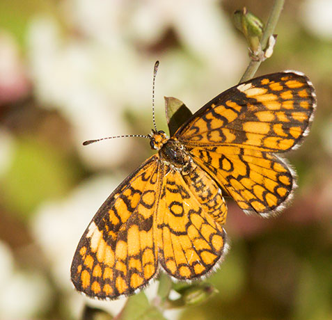Tiny Checkerspot Dymasia dymas Butterfly