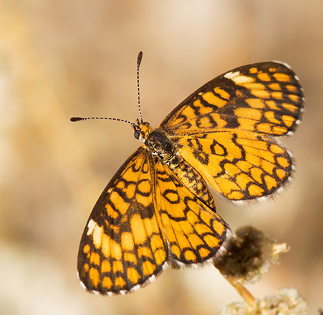 Tiny Checkerspot Dymasia dymas Butterfly