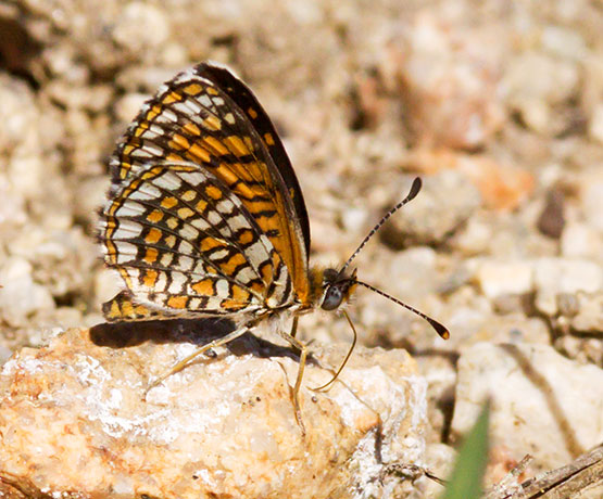 Elada Checkerspot Texola elada Butterfly