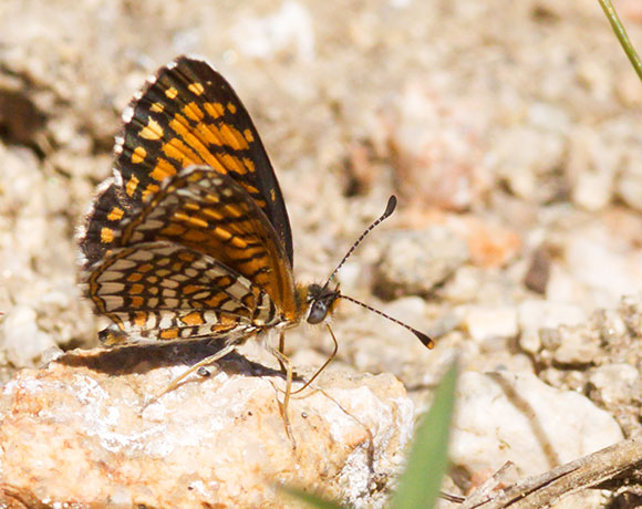 Elada Checkerspot Texola elada Butterfly