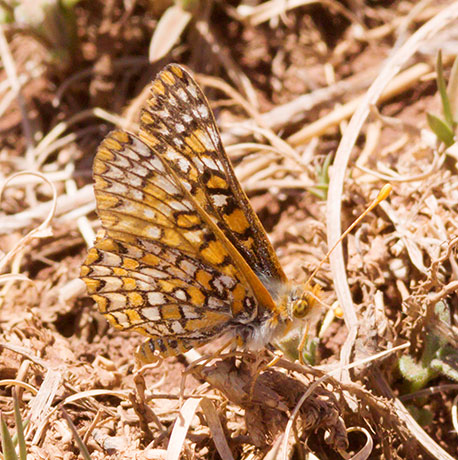 Anicia Checkerspot Euphydryas anicia hermosa  Butterfly