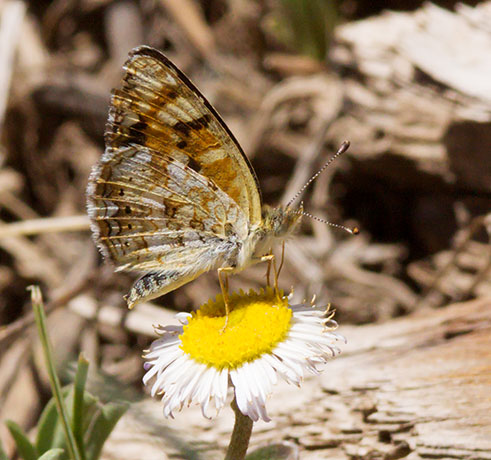 Field Crescent Phyciodes campestris Butterfly