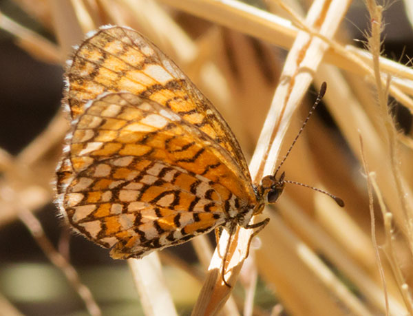 Tiny Checkerspot Dymasia dymas Butterfly