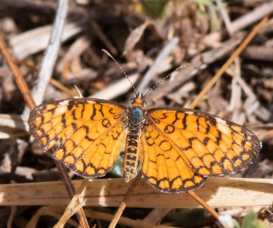 Tiny Checkerspot Dymasia dymas Butterfly
