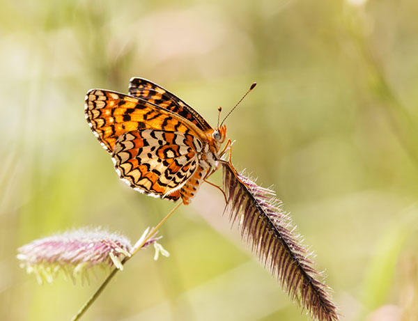 Arachne Checkerspot Polydryas arachne nympha Butterfly
