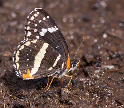 Bordered Patch Chlosyne lacinia Butterfly