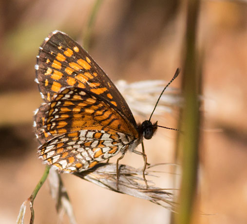 Elada Checkerspot Texola elada Butterfly