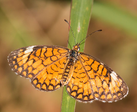 Tiny Checkerspot Dymasia dymas Butterfly