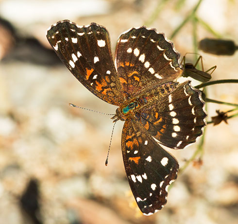 Texan Crescent Phyciodes texana  Butterfly