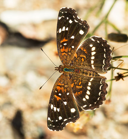 Texan Crescent Phyciodes texana  Butterfly