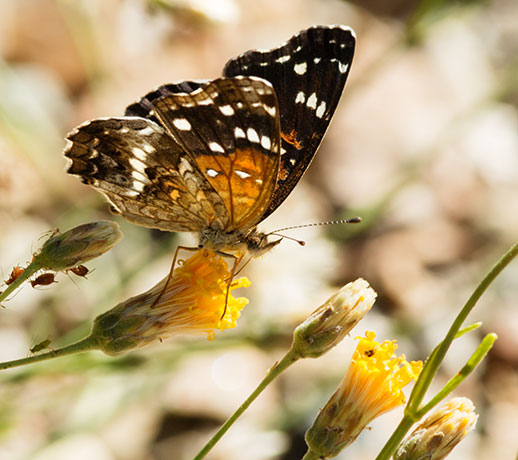 Texan Crescent Phyciodes texana  Butterfly