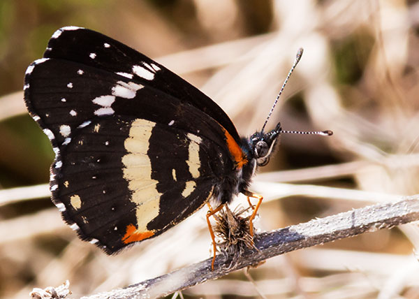 Bordered Patch Chlosyne lacinia Butterfly