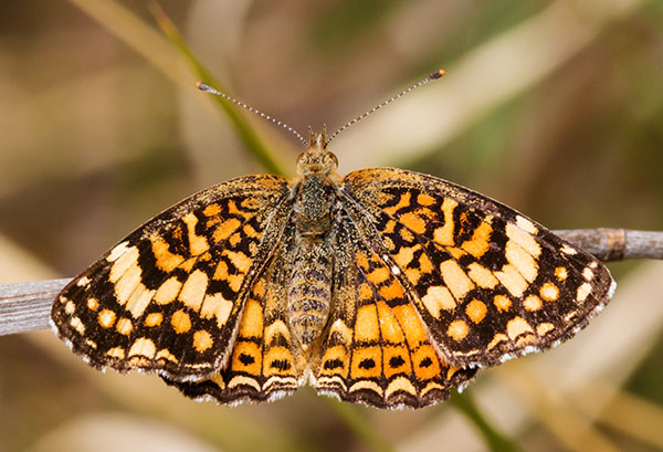Mylitta Crescent Phyciodes mylitta Butterfly