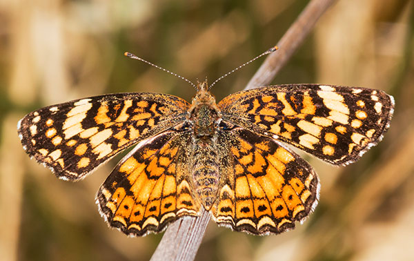 Mylitta Crescent Phyciodes mylitta Butterfly