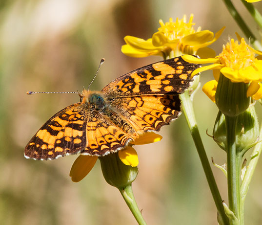 Mylitta Crescent Phyciodes mylitta Butterfly