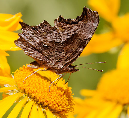 Zephyr Hoary Comma Polygonia gracilis zephyrus Hoary Anglewing Butterfly