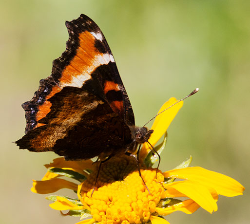 Milbert's Tortoiseshell Aglais milberti Butterfly