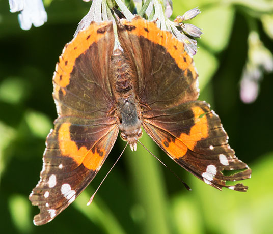 Red Admiral Vanessa atalanta Butterfly