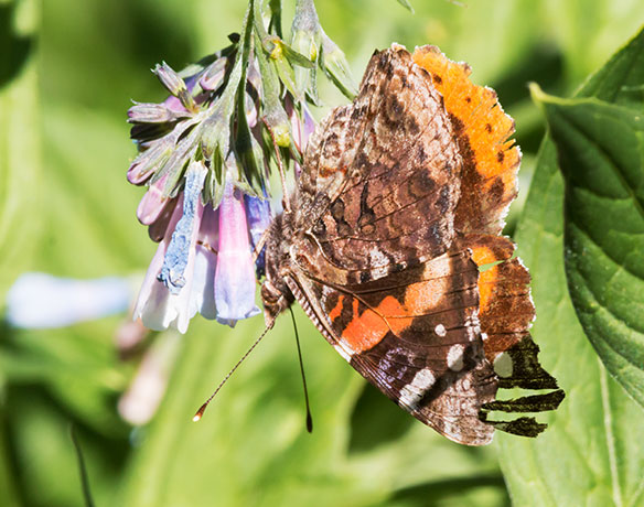 Red Admiral Vanessa atalanta Butterfly