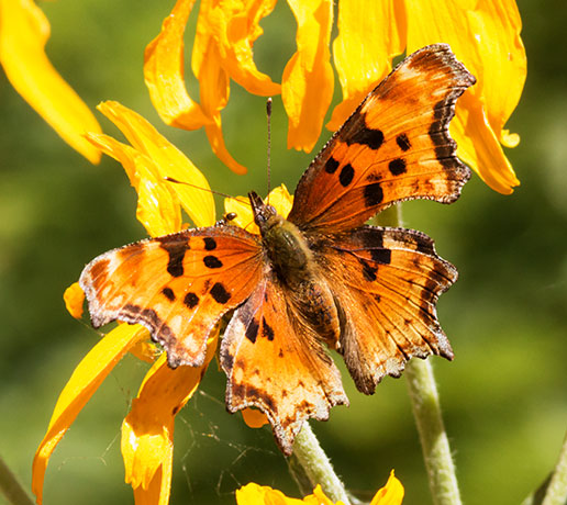 Zephyr Hoary Comma Polygonia gracilis zephyrus Hoary Anglewing Butterfly