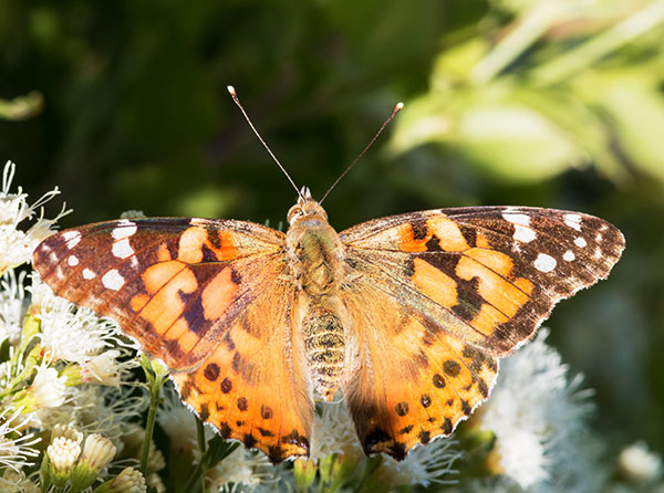 Painted Lady Vanessa cardui  Butterfly