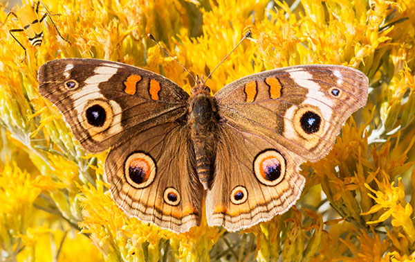 Common Buckeye Junonia coenia Butterfly