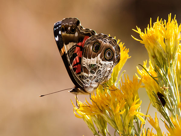 American Lady Vanessa virginiensi Butterfly