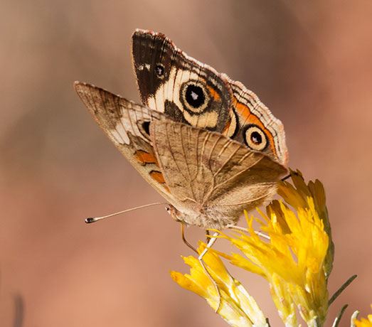 Common Buckeye Junonia coenia Butterfly