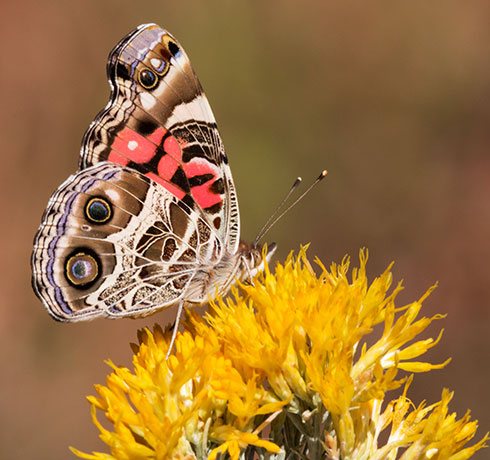 American Lady Vanessa virginiensi Butterfly