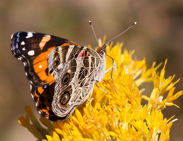 American Lady Vanessa virginiensi Butterfly