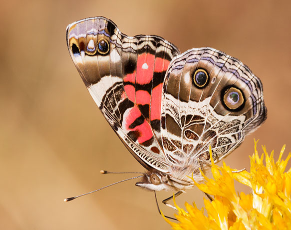 American Lady Vanessa virginiensi Butterfly