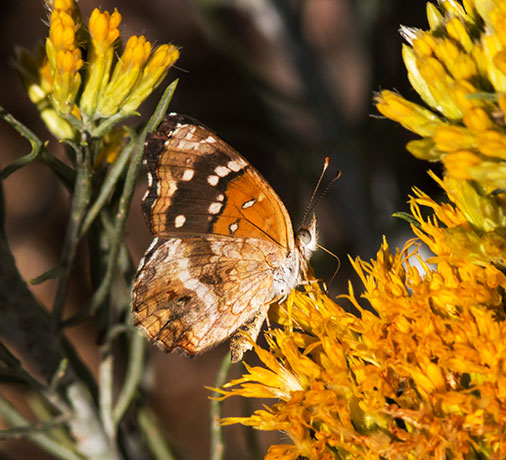 Texan Crescent Phyciodes texana  Butterfly