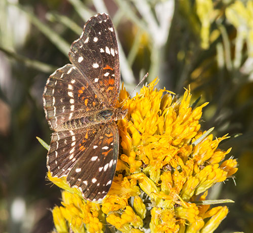 Texan Crescent Phyciodes texana  Butterfly