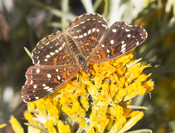 Texan Crescent Phyciodes texana  Butterfly