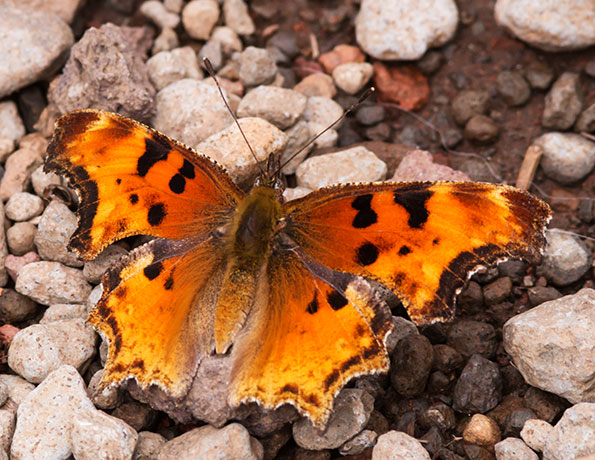 Satyr Comma Polygonia satyrus Satyr Anglewing Butterfly