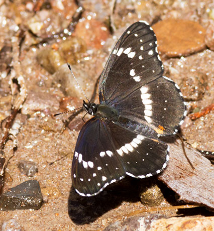 Bordered Patch Chlosyne lacinia Butterfly