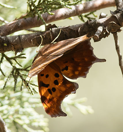Satyr Comma Polygonia satyrus Satyr Anglewing Butterfly