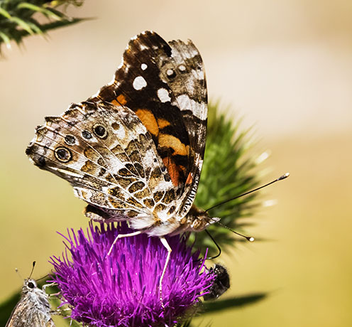 Painted Lady Vanessa cardui  Butterfly